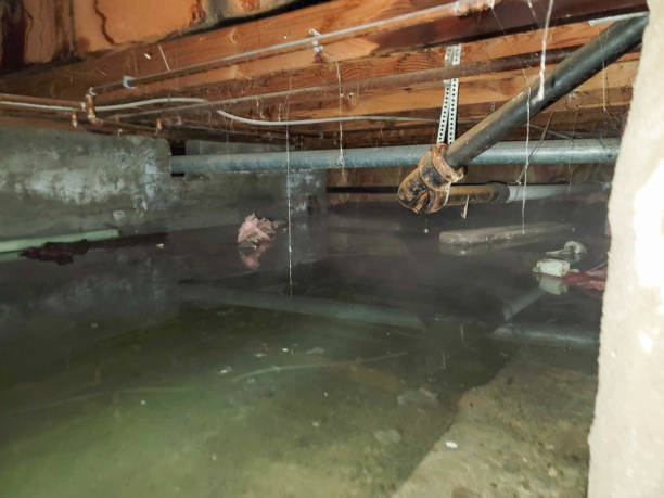 Best Mold removal after water damage  in Sur Hill, GA